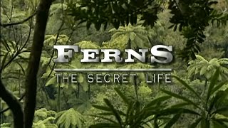 The secret life Ferns Pteridophyte life cycle HD [upl. by Silva]