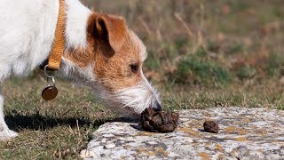 How To Stop Puppy From Eating Poop [upl. by Davy]