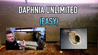 How I Raise Daphnia Water Fleas And You Can Too [upl. by Belamy]