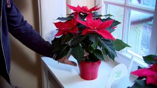 Poinsettia Care Guide [upl. by Balac444]