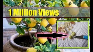 How to Grow Lemon Tree from Seed Indoors ► FAST GERMINATION ► [upl. by Heffron]