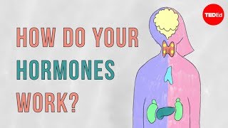 How do your hormones work  Emma Bryce [upl. by Muldon]