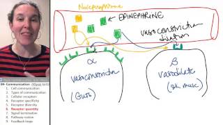 Communication 6 Receptor down and upregulation [upl. by Schroeder]