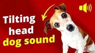 Tilting Head Dog Sound 🐶📣 [upl. by Caines448]