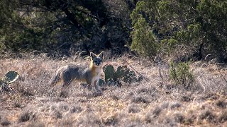 Calling Grey Fox in Southern Texas [upl. by Ainatnas]