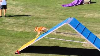 Small Dog Agility  2013 Purina® Incredible Dog Challenge® Las Vegas [upl. by Otreblasiul319]