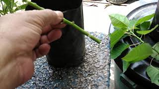 Poinsettia Plants Update and Propagation from Cuttings [upl. by Hartman]