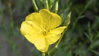 Plant portrait  Evening primrose Oenothera biennis [upl. by Sethrida]