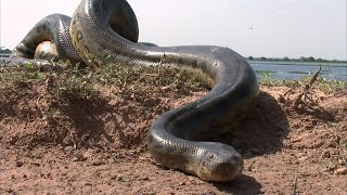 Anaconda The Biggest and Deadliest Snake In The World  Documentary [upl. by Dailey48]