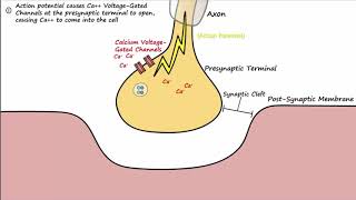 The Neuromuscular Junction Described Concisely [upl. by Ahsasal862]