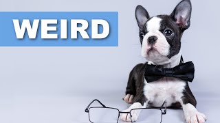 8 Weird Things Boston Terriers Do Owners Surveyed [upl. by Ert]