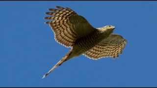 Sparrowhawk Bird Call Bird Song [upl. by Collyer41]