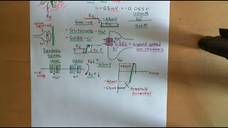 Voltage Gated Ion Channels Part 2 [upl. by Gerkman321]