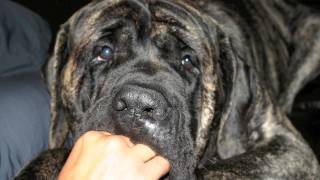 English Mastiff Biggest EVER [upl. by Isayg489]