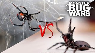 Spider vs Spider Showdowns 15  MONSTER BUG WARS [upl. by Aserehs391]