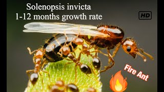 Solenopsis invicta  Fire Ants 1 Years rapid growth [upl. by Nuli]