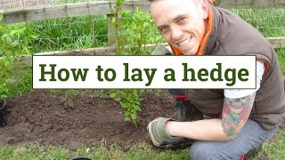 How to plant a garden hedge [upl. by Dene]