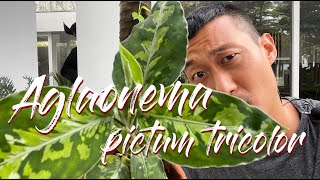 Aglaonema pictum tricolor care and propagation [upl. by Eatton]