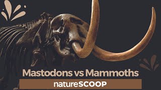 How to tell mastodons apart from mammoths [upl. by Josie]