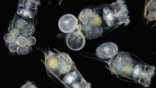 How to Culture Rotifers [upl. by Oisangi]