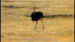 How fast does an Ostrich runmov [upl. by Nosidda]