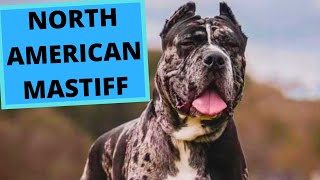 North American Mastiff  TOP 10 Interesting Facts [upl. by Ellenwad]