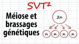 Méiose et brassages génétiques SVT²révisions BAC [upl. by Ttihw]