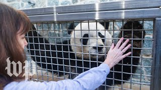 Bei Bei says goodbye to the US and his beloved zookeeper [upl. by Arutak867]