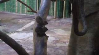 Rock hyrax babies [upl. by Bentley]