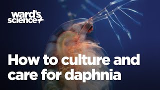 Caring and Culturing for Daphnia [upl. by Lorimer673]