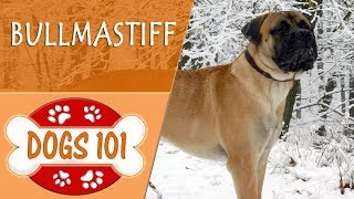 Dogs 101  BULLMASTIFF  Top Dog Facts About the BULLMASTIFF [upl. by Jacquenette221]