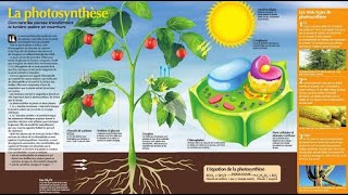 la photosynthèse [upl. by Aneger386]