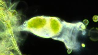 Rotifers Feeding [upl. by Stephenie]