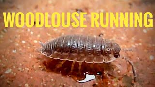 Woodlouse Running amp Standing in Water [upl. by Notlehs]