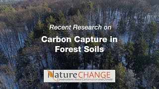 Carbon Capture in Forest Soils [upl. by Eilyw784]