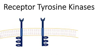 Receptor Tyrosine Kinases  RTK [upl. by Ymia288]