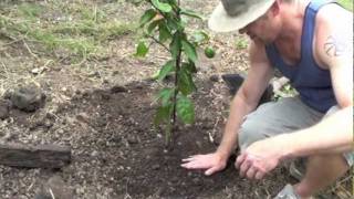 HOW TO GROW A LEMON TREE [upl. by Laureen]