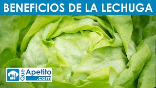 8 Propiedades y Beneficios de la Lechuga  QueApetito [upl. by Ahselrak]