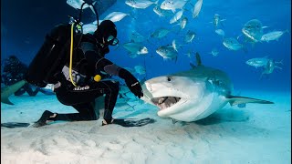 Tigerbeach Bahamas Master  Tigerhaie Hammerhaie und Bullenhaie  WiroDive Tauchsafari abgetaucht [upl. by Altman178]