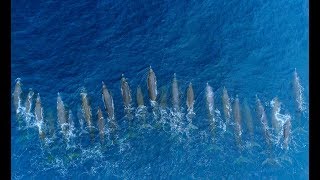 Rare Sighting of 24 Bairds Beaked Whales Including Two Calfs [upl. by Adiasteb]