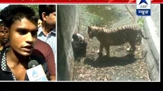 Witness narrates the whole incident of Delhi zoo says youth slipped and fell into its enclosure [upl. by Ttreve]