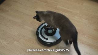 Cat shows HOW TO use iRobot Roomba Vacuum [upl. by Tiraj]