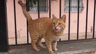 Ginger cat trilling unbelievably cute [upl. by Gleeson]