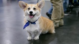 Everything About The Corgi In 60 Seconds [upl. by Esorrebma]