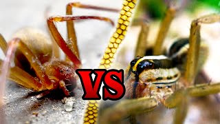 Wolf Spider VS Brown Recluse  How to Spot the Difference [upl. by Niwred12]