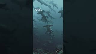 Diving with hundreds of hammerhead sharks  Tauchen mit Hunderten von Hammerhaien [upl. by Hillie]