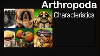 Arthropoda phylum characteristics [upl. by Felicia]