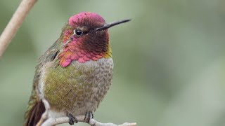 The Joy of Birdwatching  Bird Academy [upl. by Bouley]