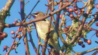 Cedar Waxwings [upl. by Twedy]