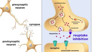 Understand Addiction and the Brain [upl. by Cristabel207]